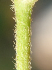 Oxalis perennans