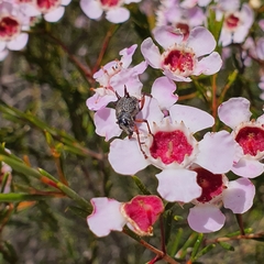 Catasarcus spinipennis