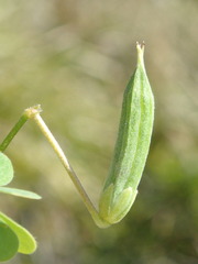 Oxalis perennans