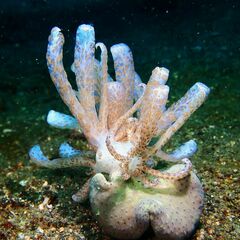 Phyllodesmium longicirrum