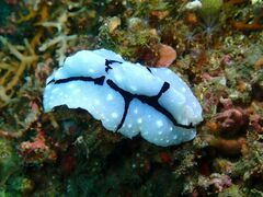 Phyllidiopsis shireenae