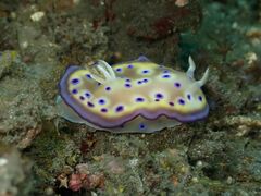 Goniobranchus kuniei