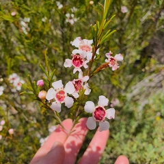 Chamelaucieae
