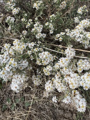 Symphyotrichum falcatum