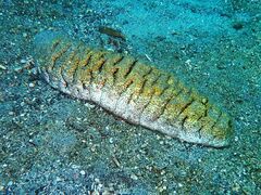 Holothuria fuscopunctata