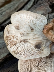 Lentinellus