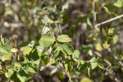 Symphoricarpos occidentalis