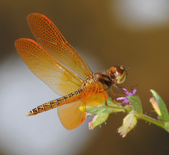 Perithemis