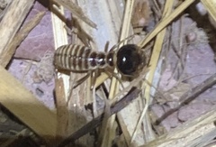 Hodotermes mossambicus