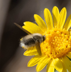 Bombyliini