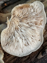 Lentinellus