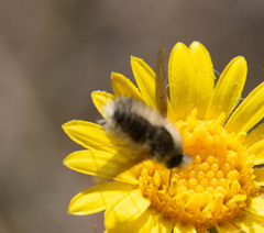 Bombyliini