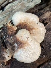 Lentinellus