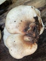 Lentinellus