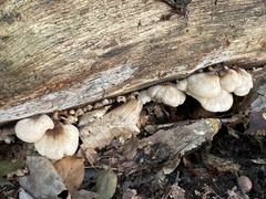 Lentinellus