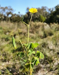 Oxalis perennans
