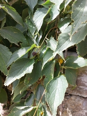 Celtis australis