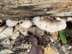 Lentinellus