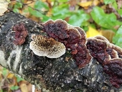 Daedaleopsis tricolor