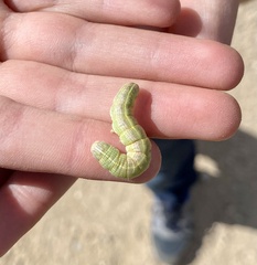 Heliothis phloxiphaga