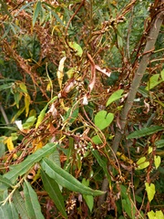 Cuscuta lupuliformis