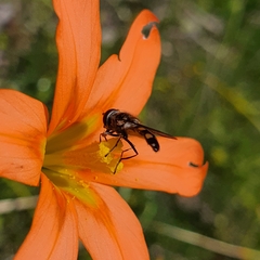 Melangyna viridiceps