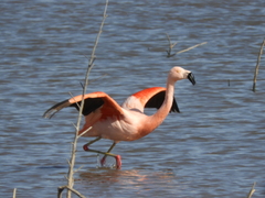 Phoenicopterus chilensis