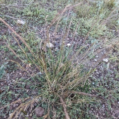 Aristida purpurea
