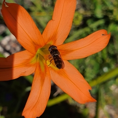 Melangyna viridiceps