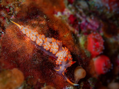 Austraeolis stearnsi