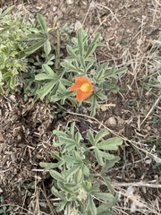 Sphaeralcea coccinea