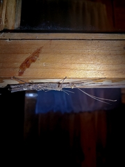 Trachythorax