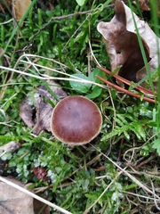 Macrocystidia cucumis