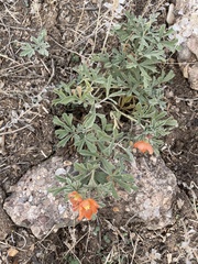 Sphaeralcea coccinea