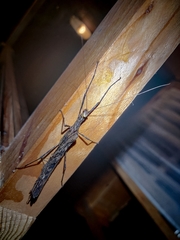Trachythorax