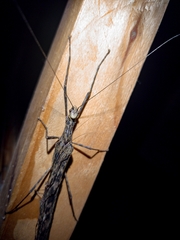 Trachythorax