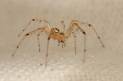 Pityohyphantes