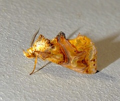 Plusiodonta compressipalpis