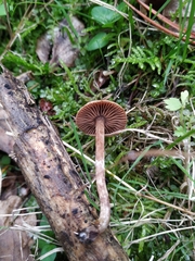 Macrocystidia cucumis