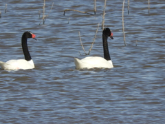 Cygnus melancoryphus