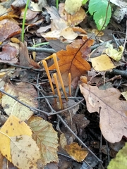 Macrotyphula fistulosa