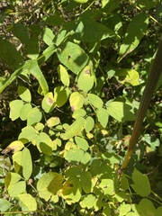 Thalictrum dasycarpum