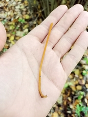 Macrotyphula fistulosa