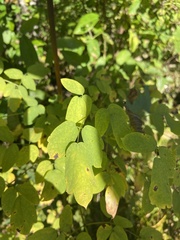 Thalictrum dasycarpum