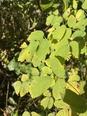 Thalictrum dasycarpum