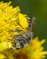Melissodes illatus