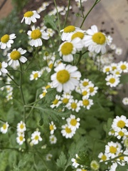 Tanacetum parthenium