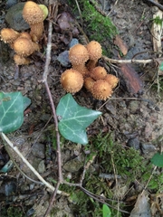 Pholiota squarrosa