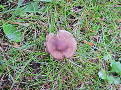 Collybiopsis peronata