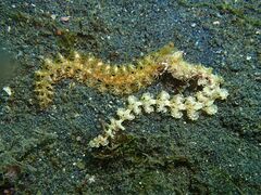 Pteraeolidia semperi